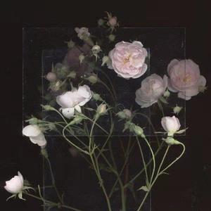 柳菁菁80萃专辑
