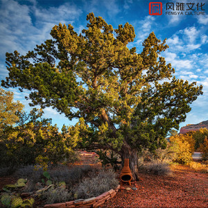 柳菁菁80萃专辑
